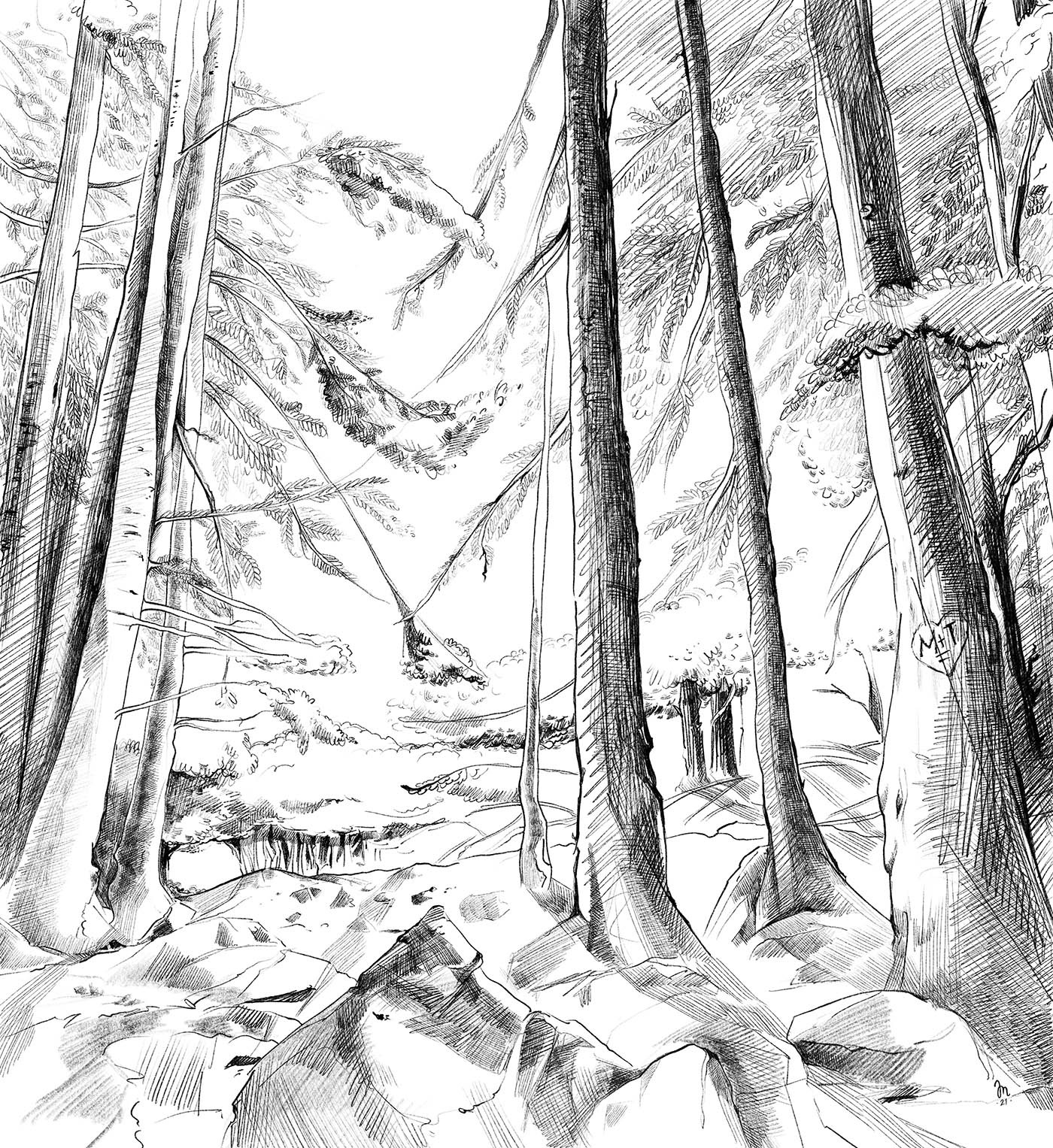 dessin d'une forêt